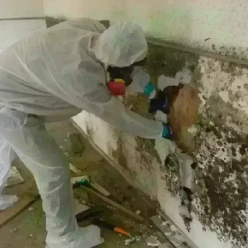 Mold Remediation and Removal in Branson, MO